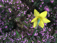 Photo by Sheila Webber of a daffodil and blooming heather in March 2024